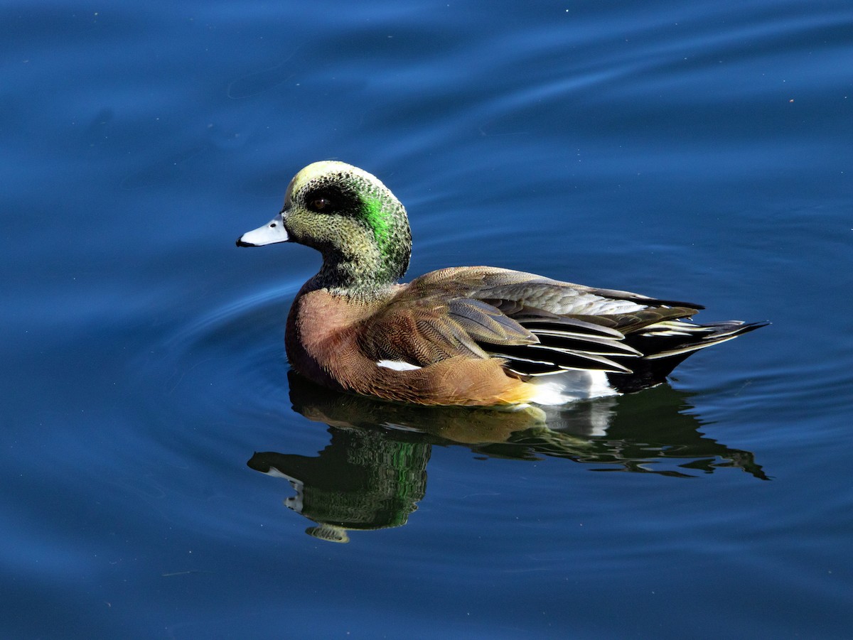 Silbón Americano - ML646167230