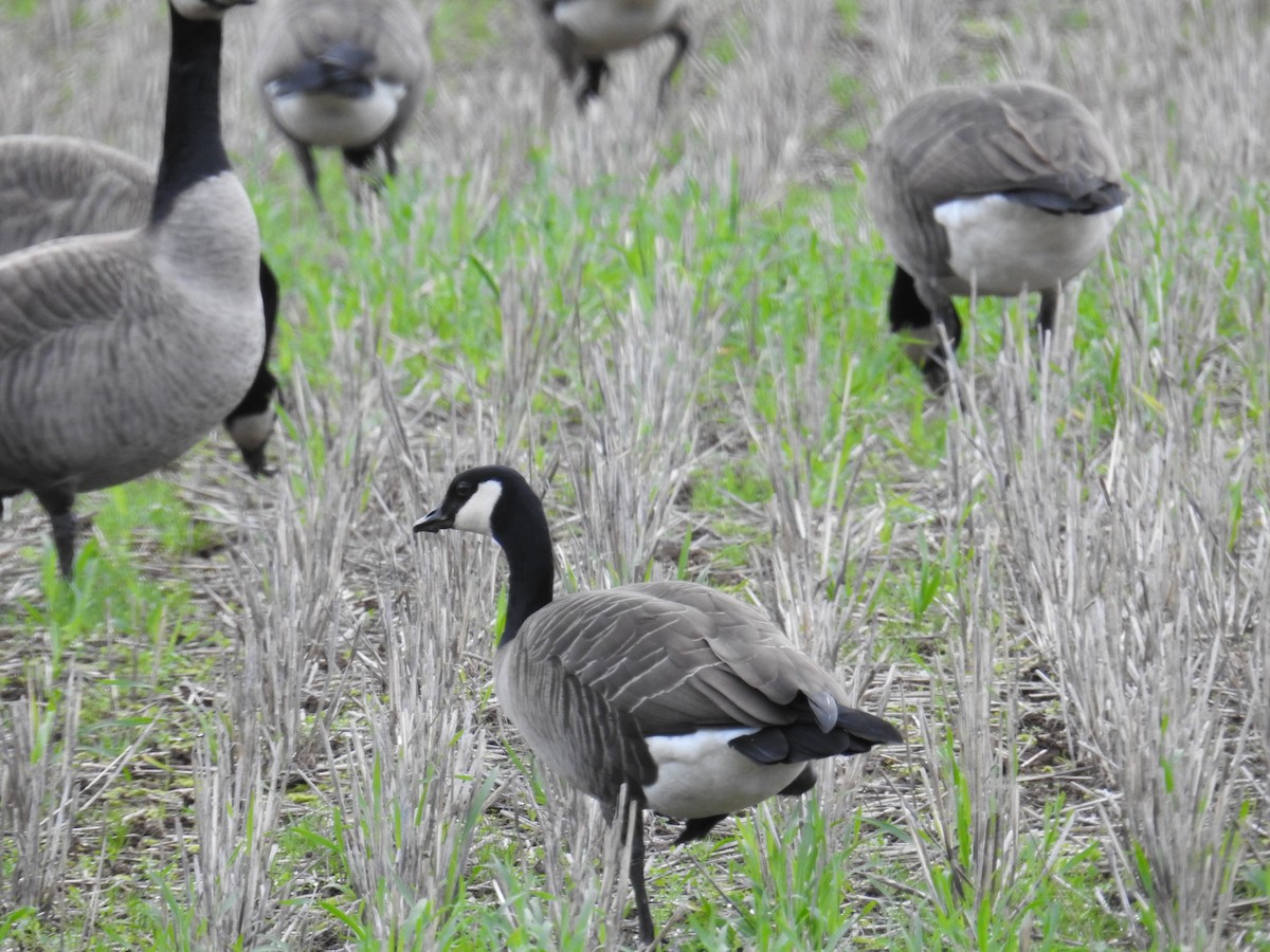 Branta kanadar handia - ML646167239