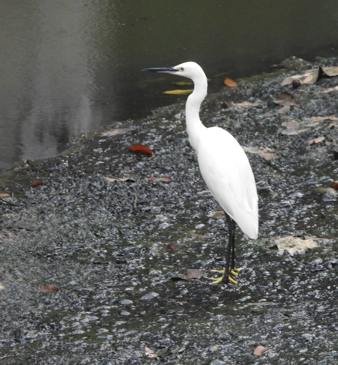 Little Egret - ML646167241