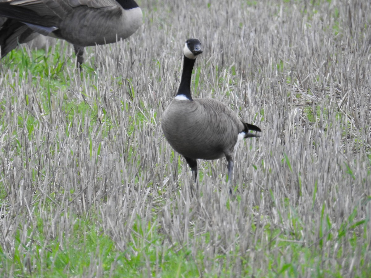 Branta kanadar handia - ML646167249