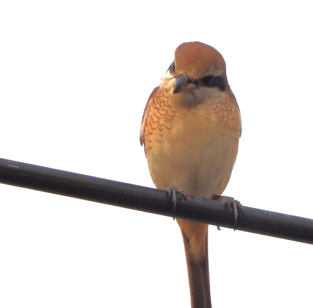 Brown Shrike - ML646167256
