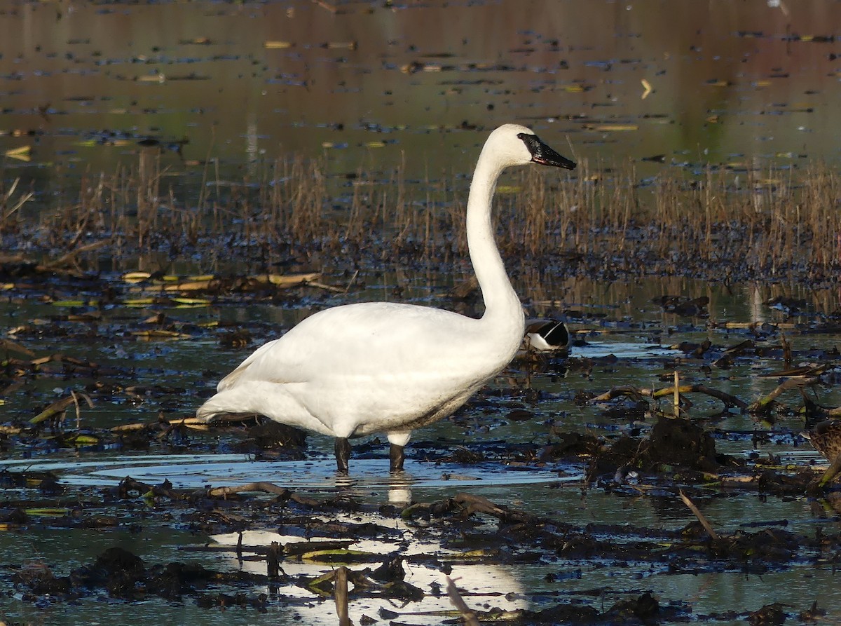 Trumpeter Swan - ML646167268