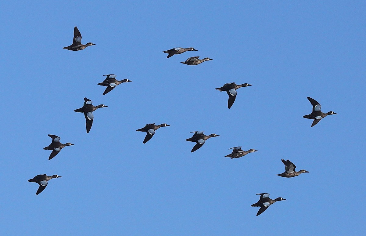 Blue-winged Teal - ML646167269