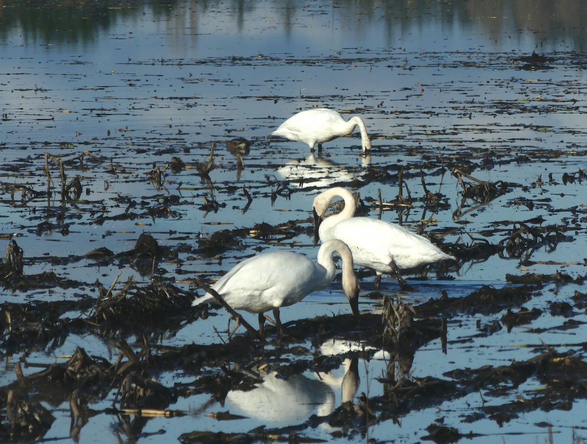 Trumpeter Swan - ML646167274