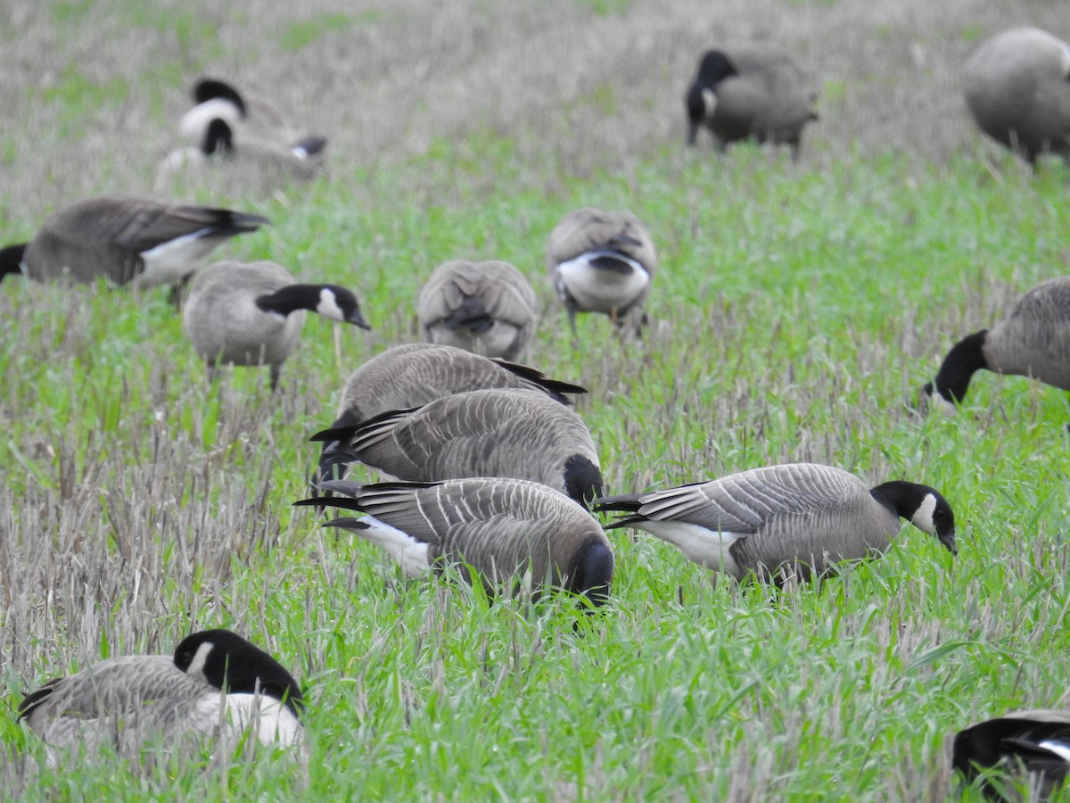 小加拿大雁 - ML646167275