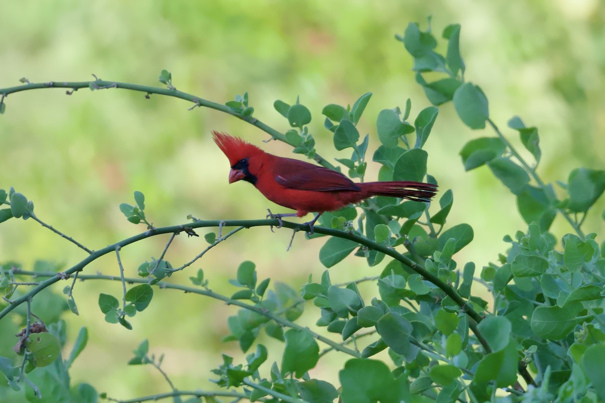 rødkardinal (carneus) - ML646167276