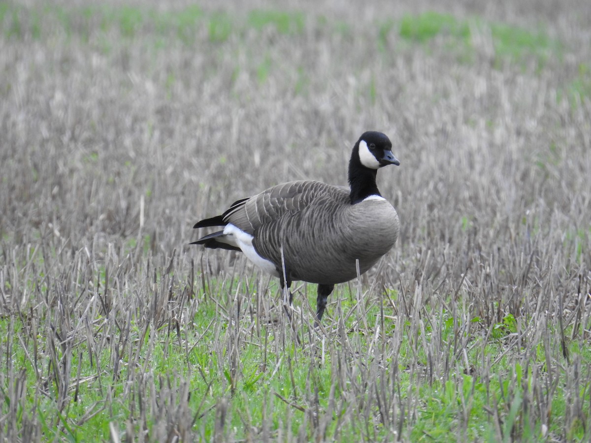 小加拿大雁 - ML646167283