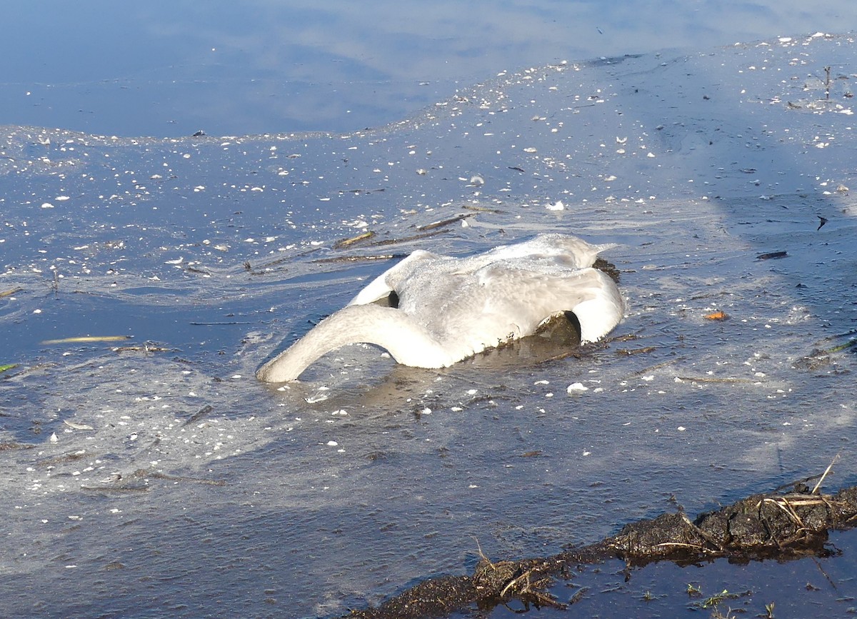 Trumpeter Swan - ML646167285