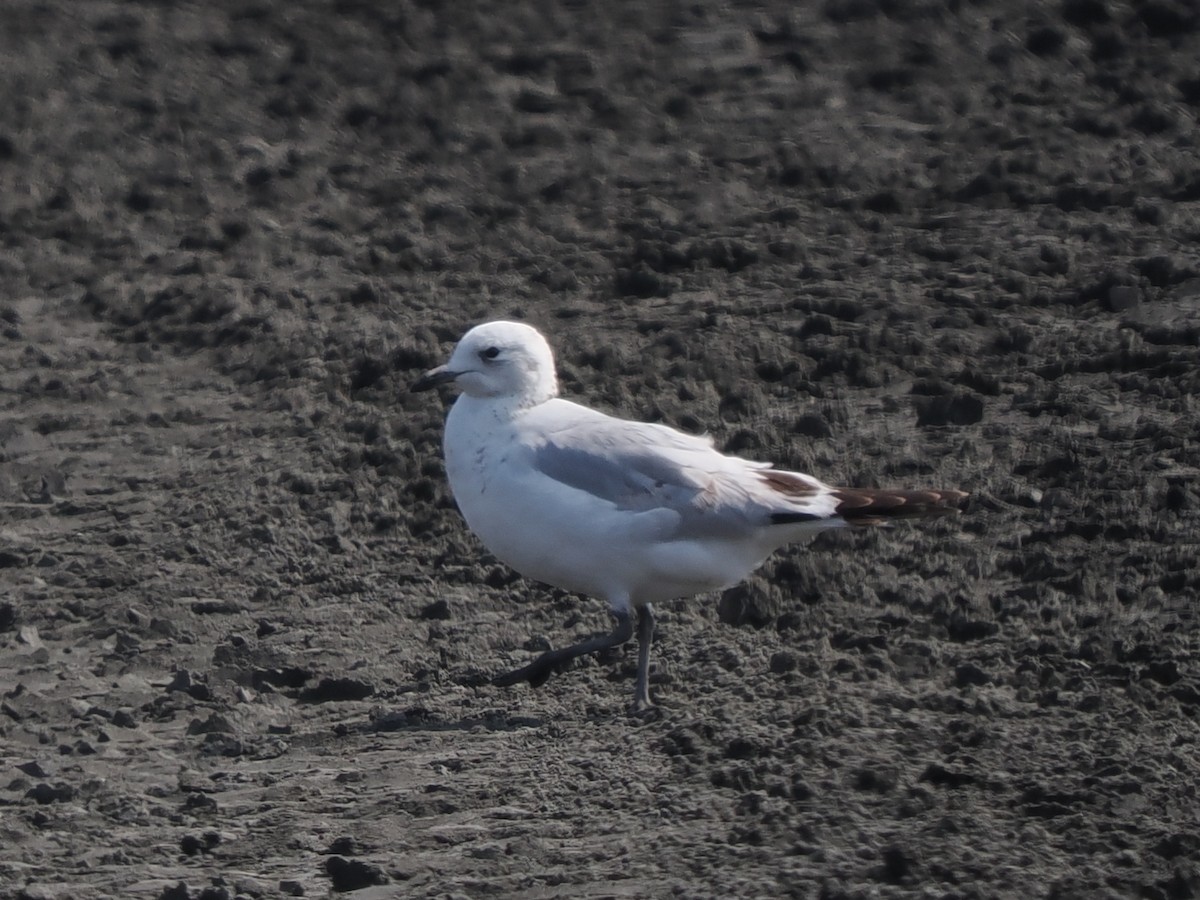 Relict Gull - ML646167287
