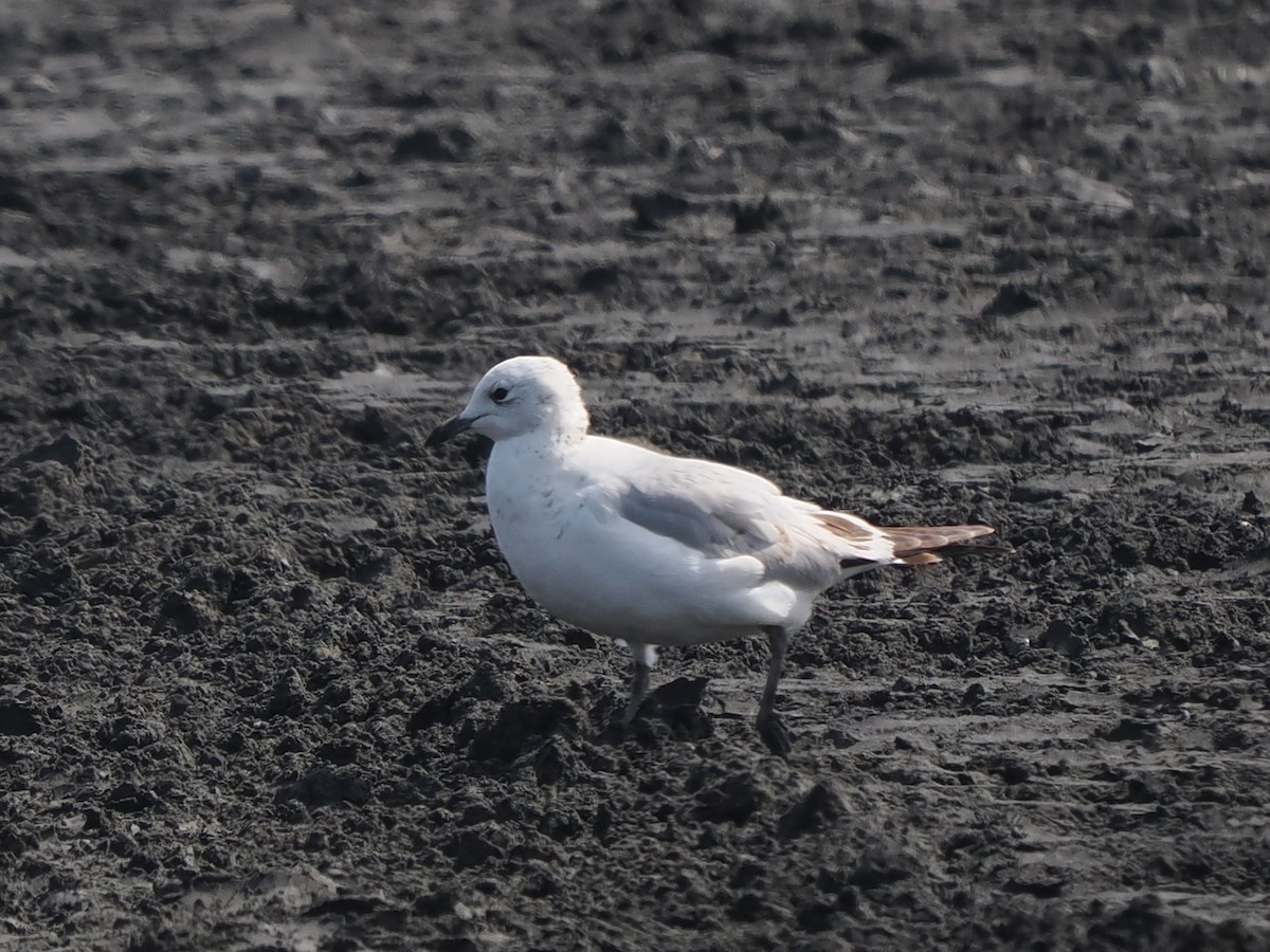Relict Gull - ML646167288