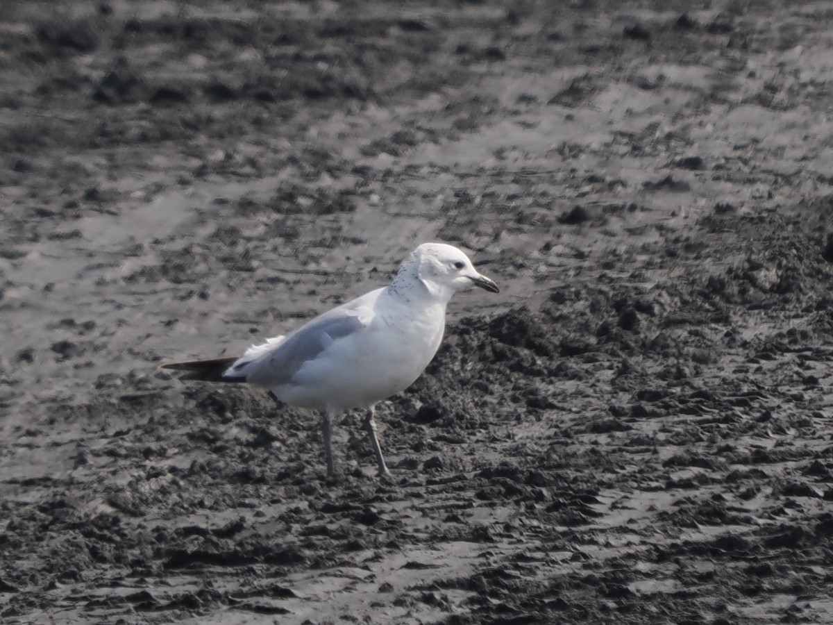 Relict Gull - ML646167289