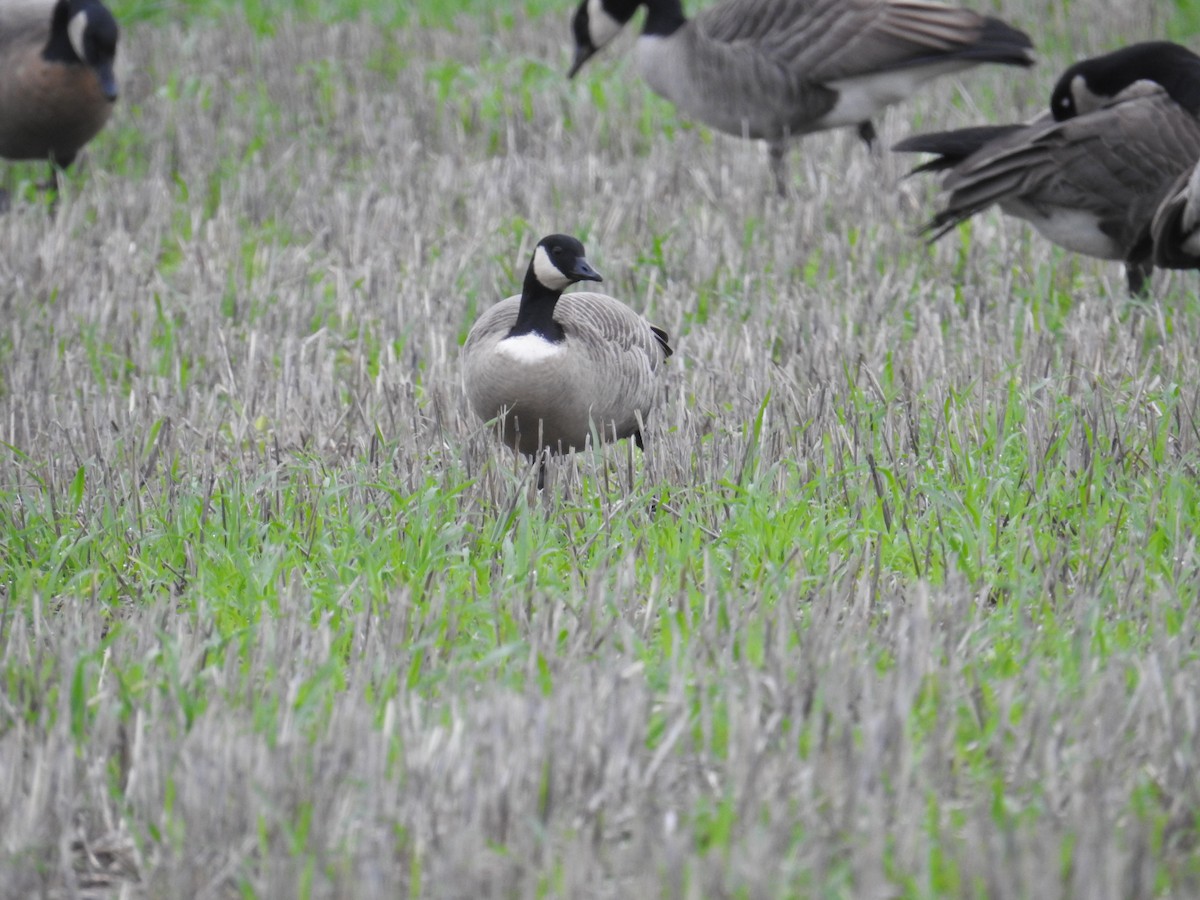 小加拿大雁 - ML646167293