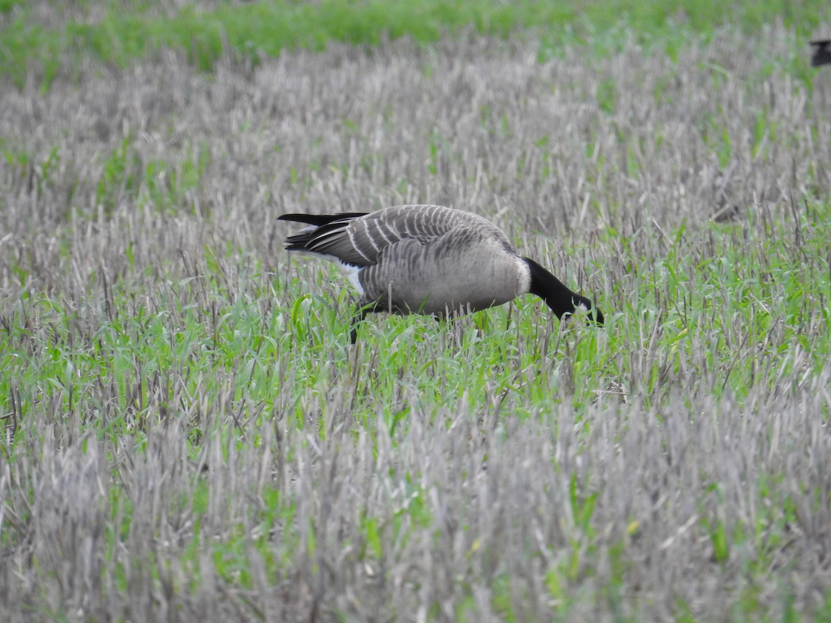 小加拿大雁 - ML646167296