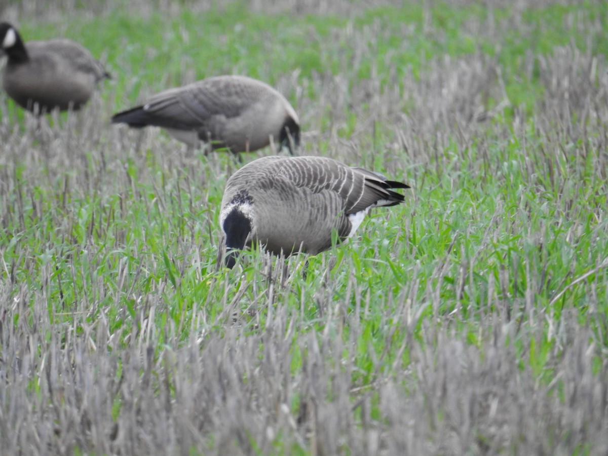 小加拿大雁 - ML646167298