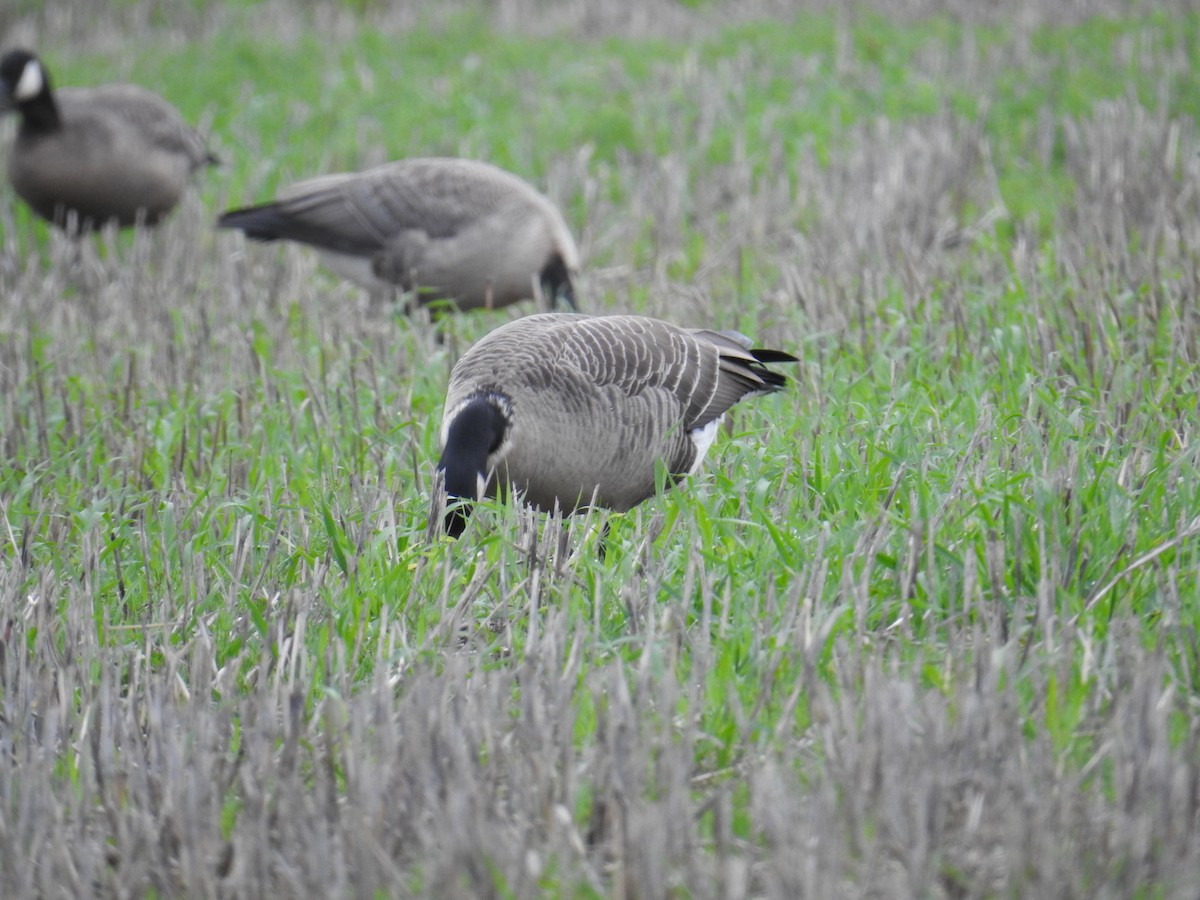 小加拿大雁 - ML646167299