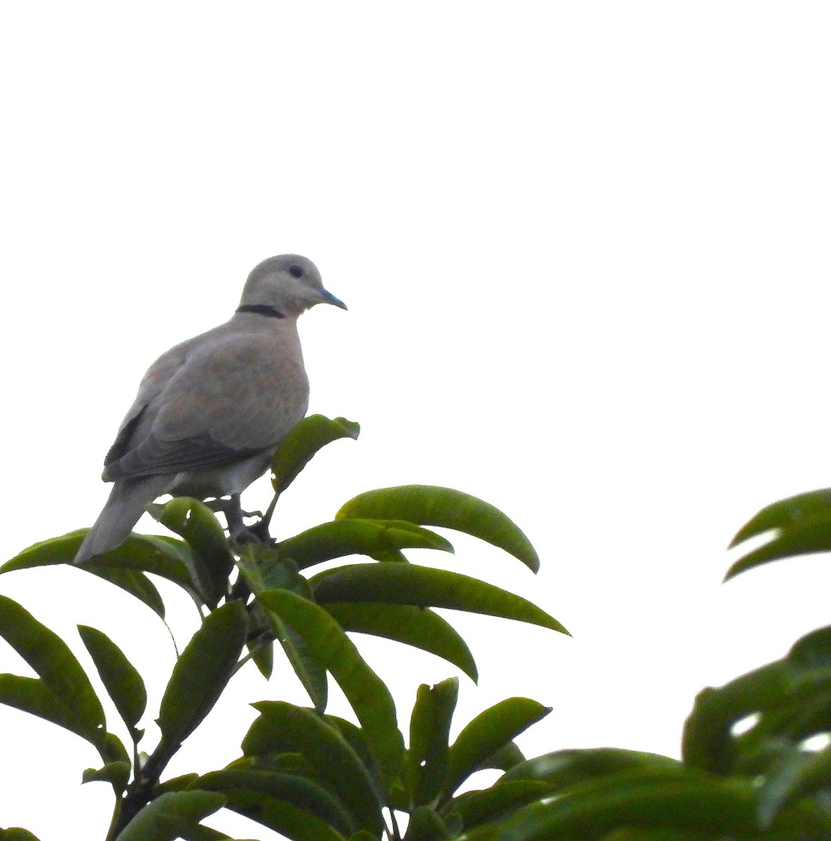 Red Collared-Dove - ML646167300