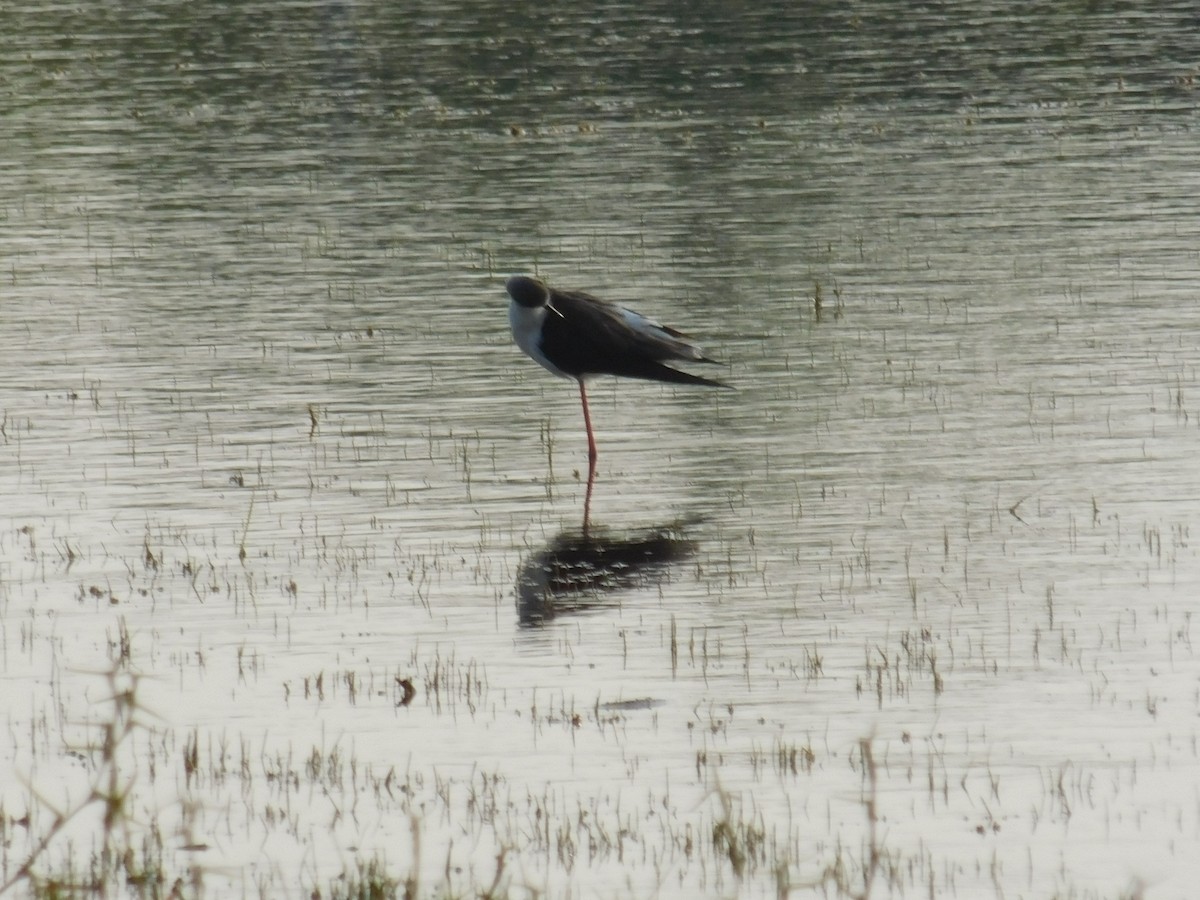 Black-winged Stilt - ML646167324