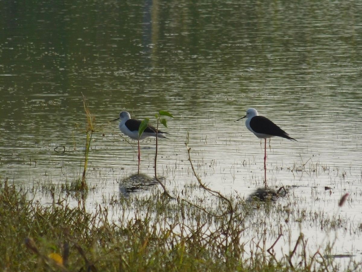 Black-winged Stilt - ML646167325