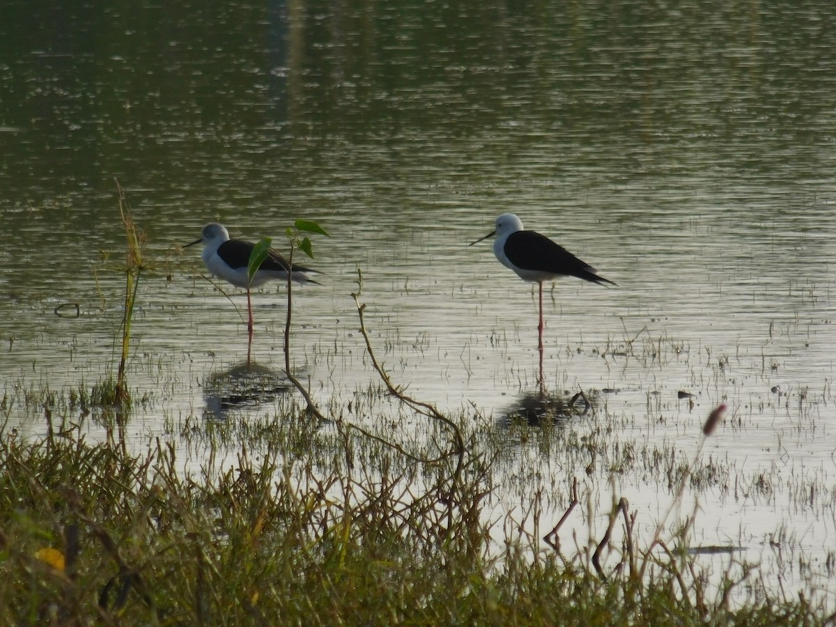 Black-winged Stilt - ML646167326