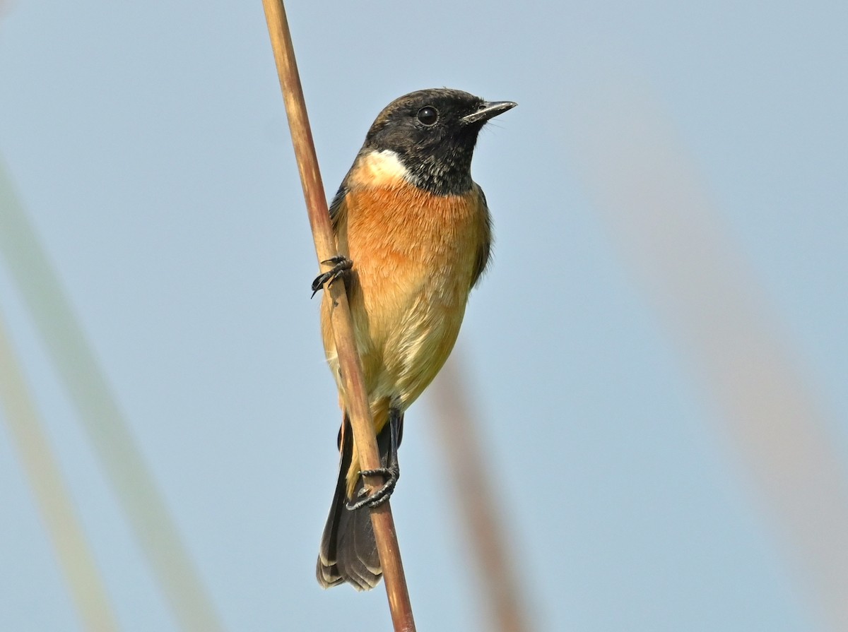 Pallasschwarzkehlchen - ML646167327