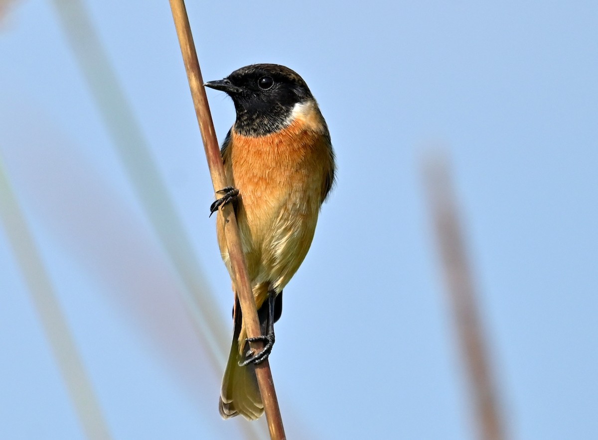 Pallasschwarzkehlchen - ML646167328