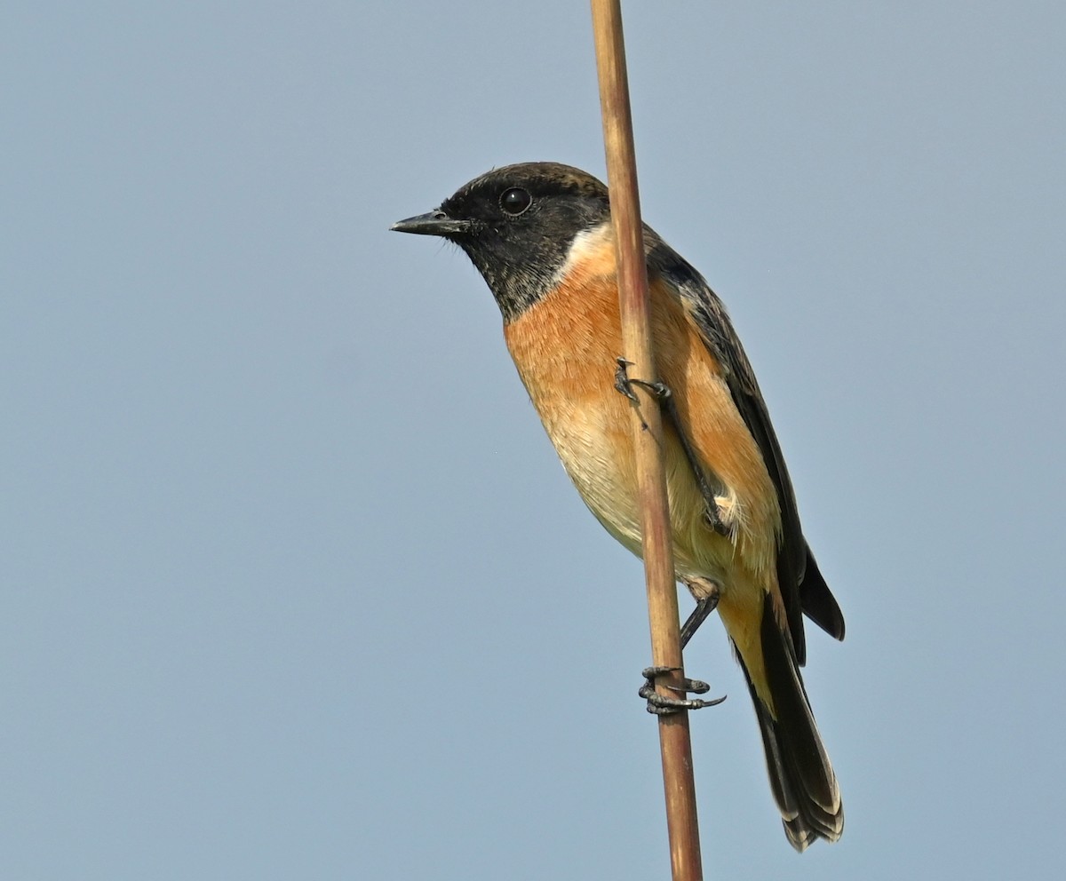 Pallasschwarzkehlchen - ML646167329