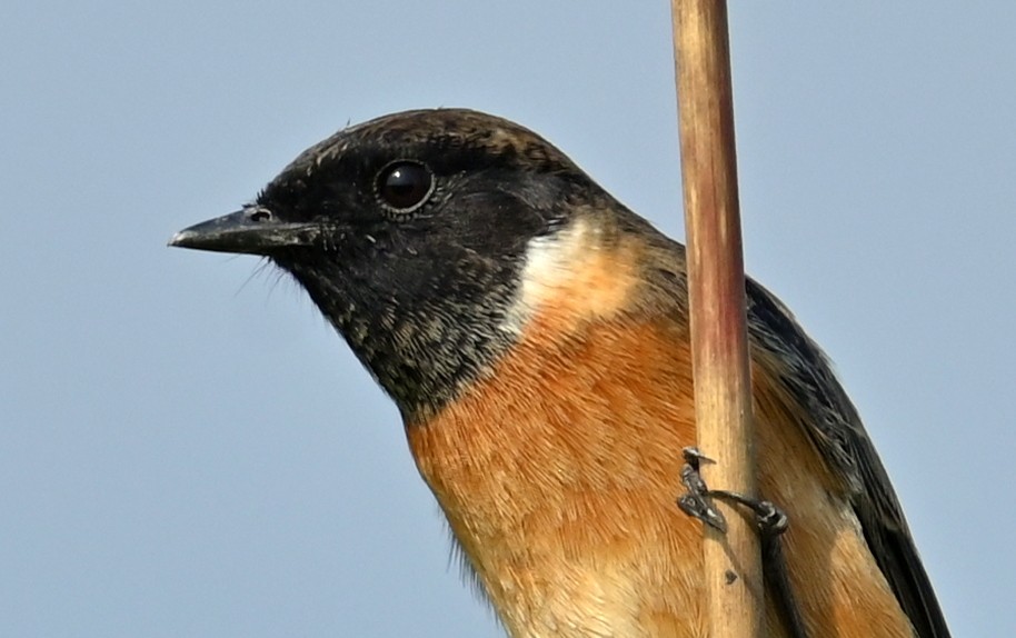 Pallasschwarzkehlchen - ML646167330