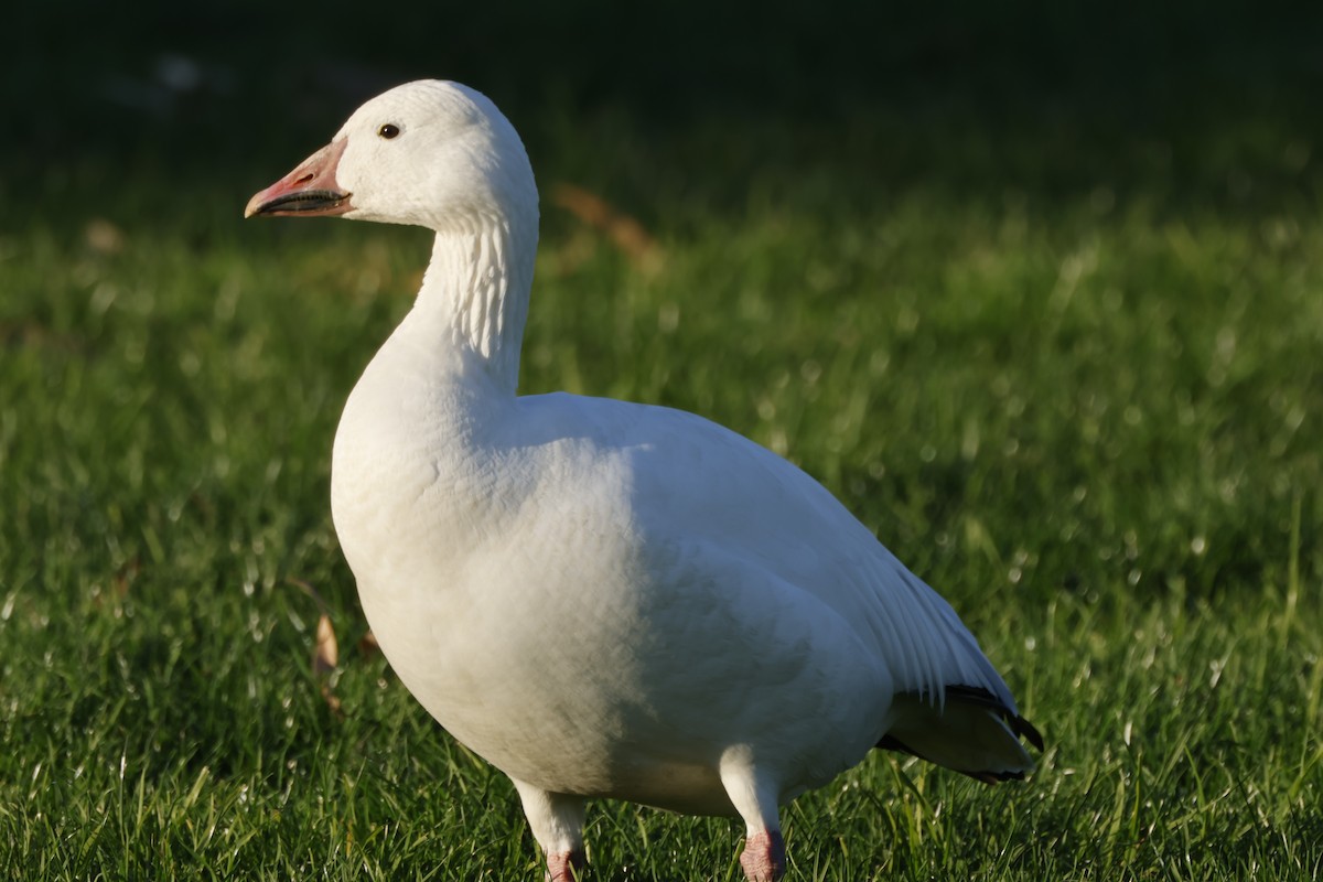 אווז שלג - ML646167337
