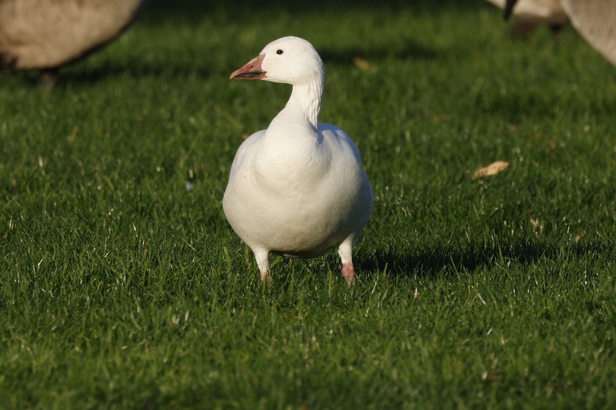 אווז שלג - ML646167338