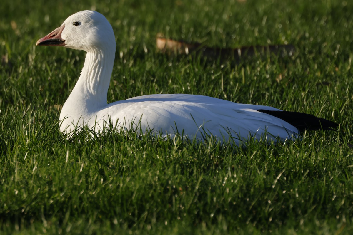 אווז שלג - ML646167339