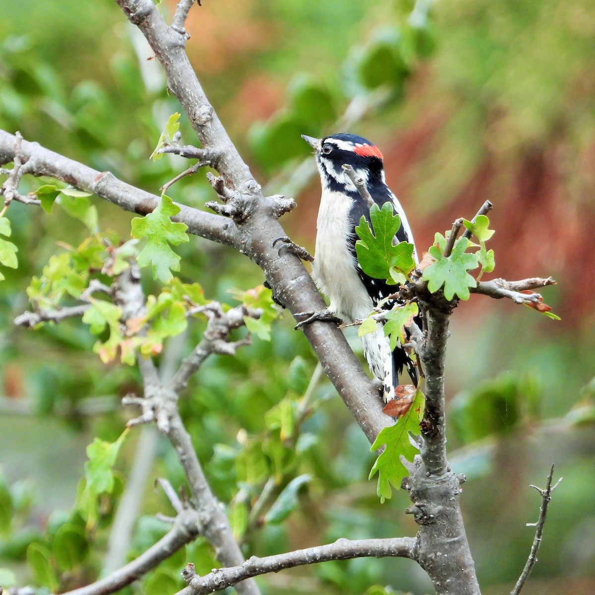 Downy Woodpecker - ML646167340