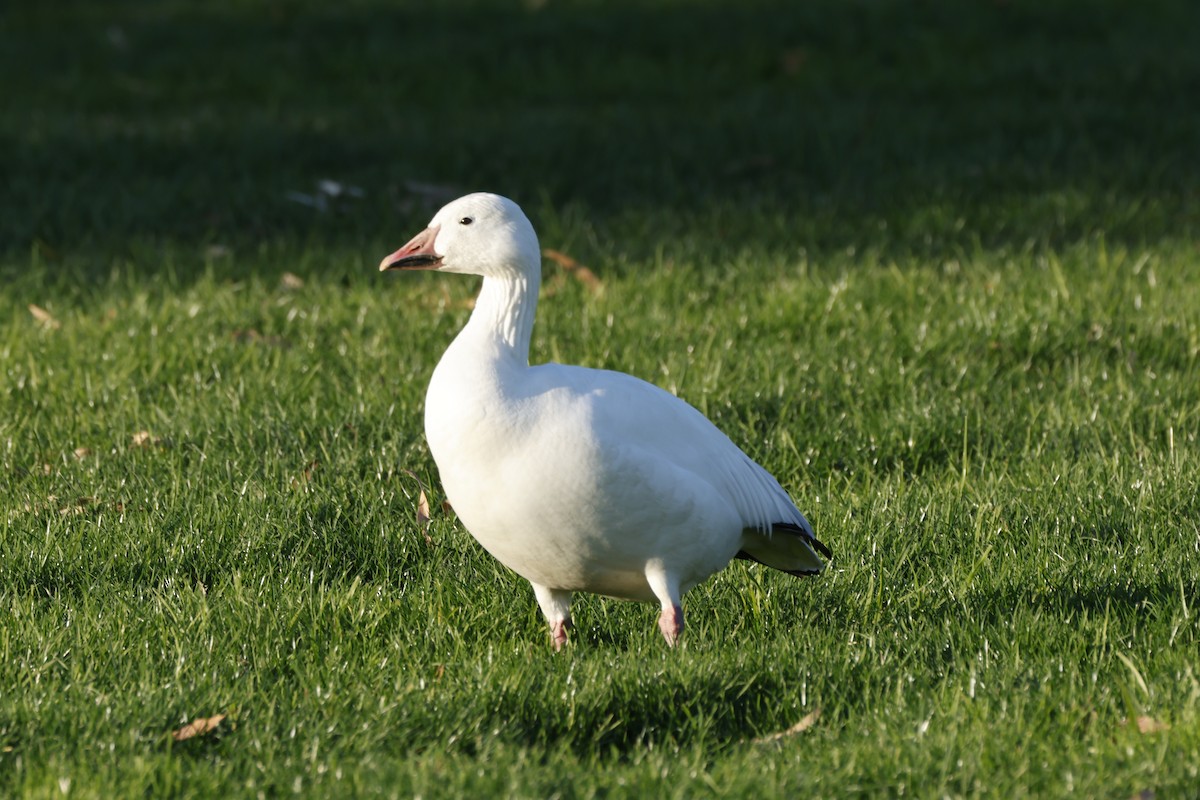 אווז שלג - ML646167341