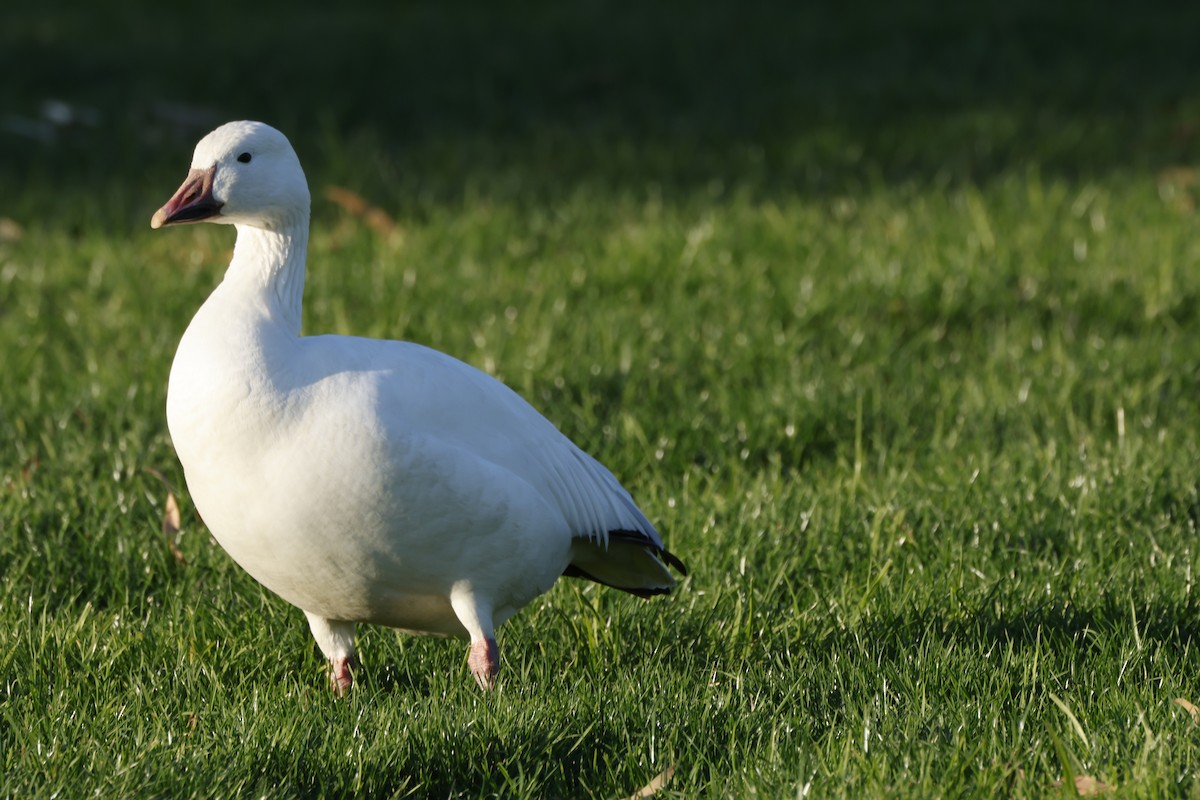 אווז שלג - ML646167342