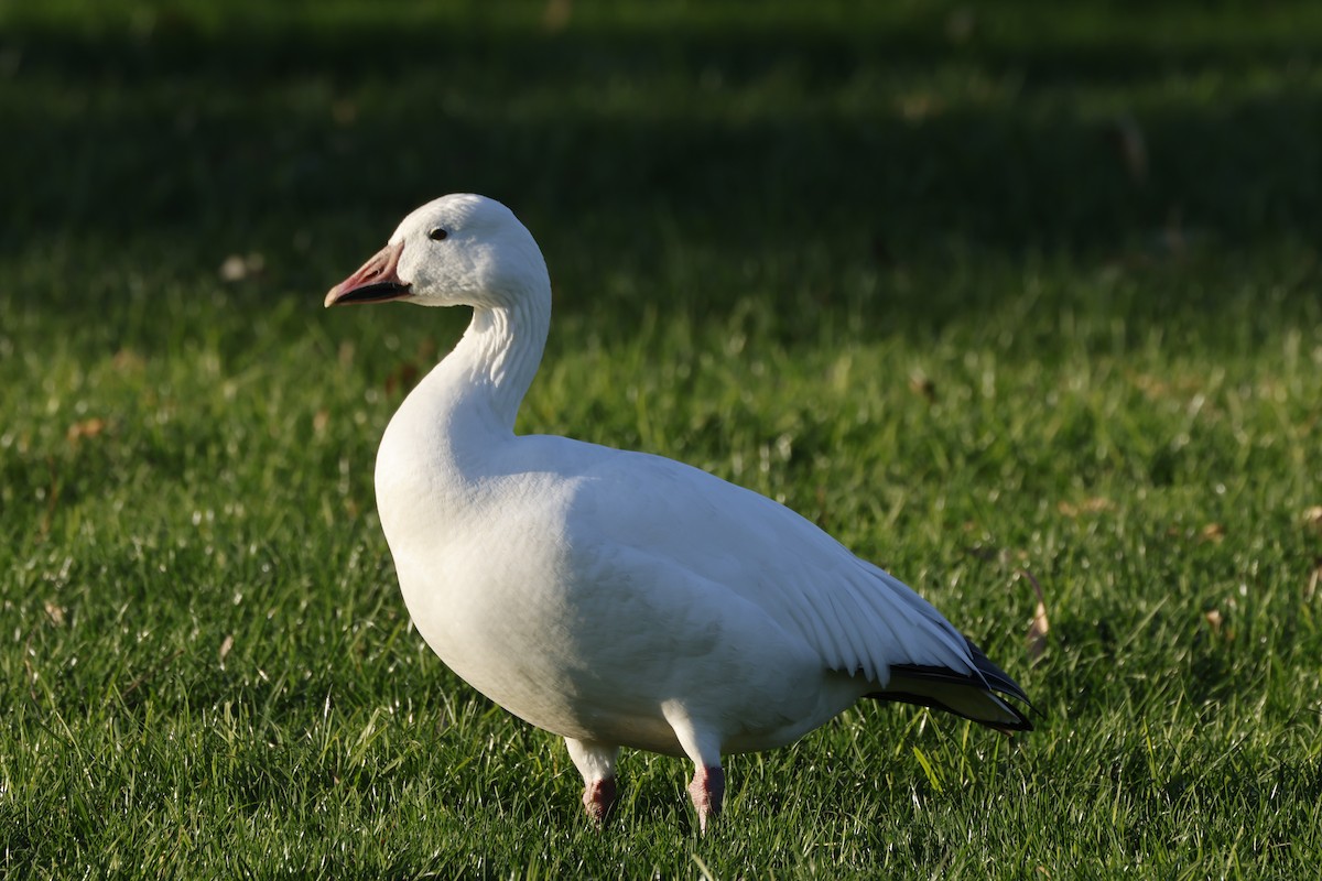 אווז שלג - ML646167343