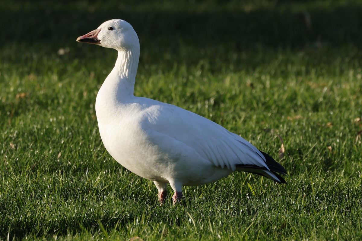 אווז שלג - ML646167344