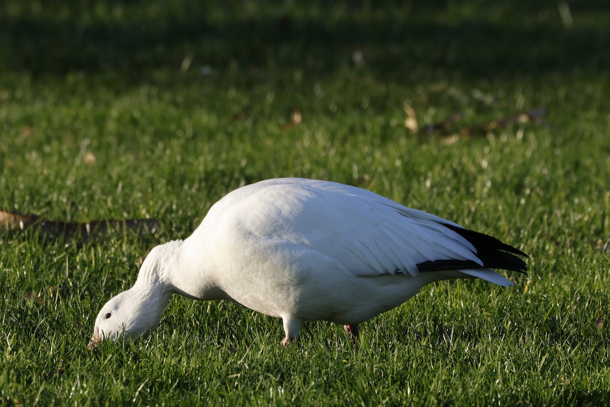 אווז שלג - ML646167345