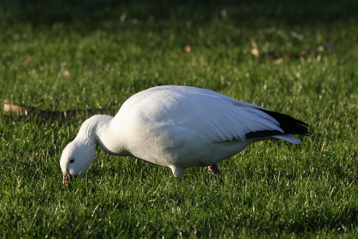 אווז שלג - ML646167346