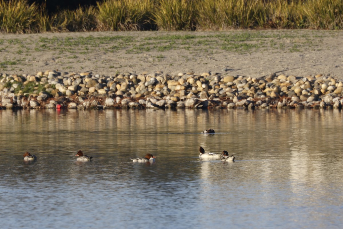 Common Merganser - ML646167350
