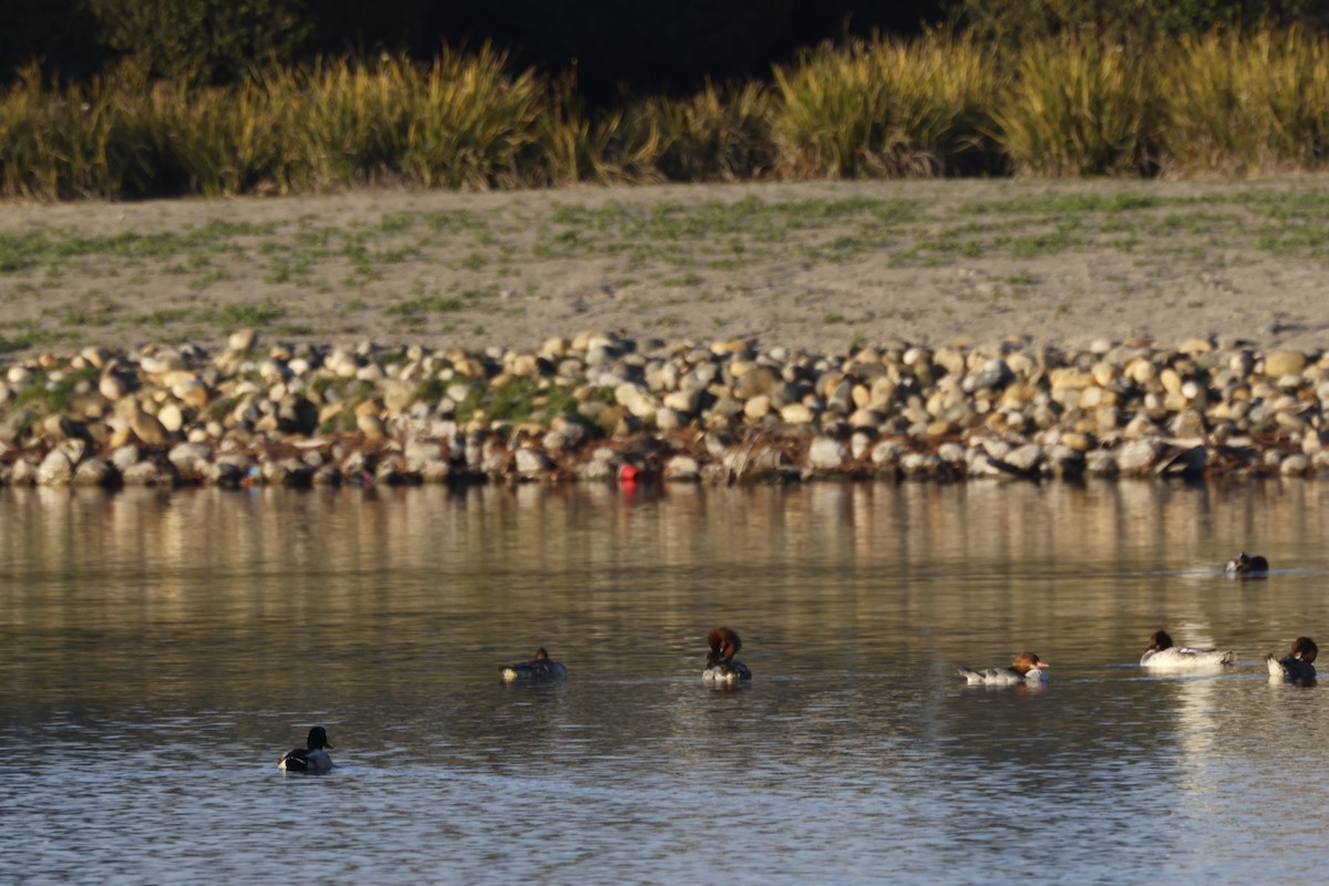 Common Merganser - ML646167351