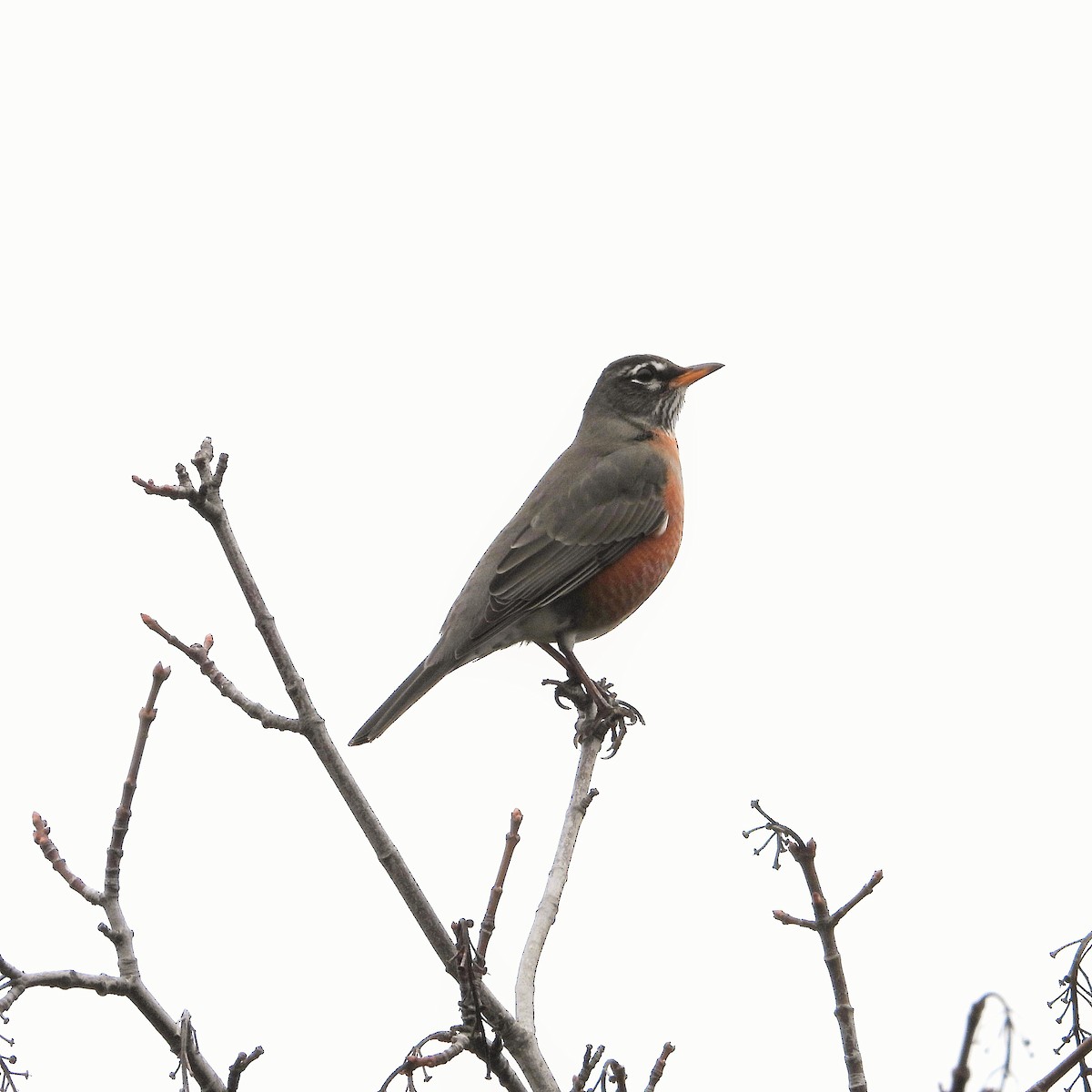 American Robin - ML646167352