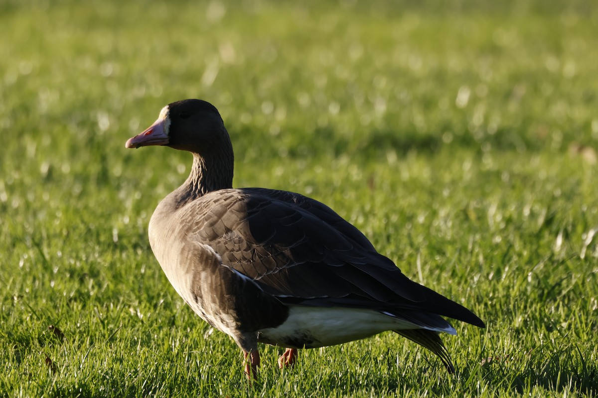 אווז לבן-מצח - ML646167359