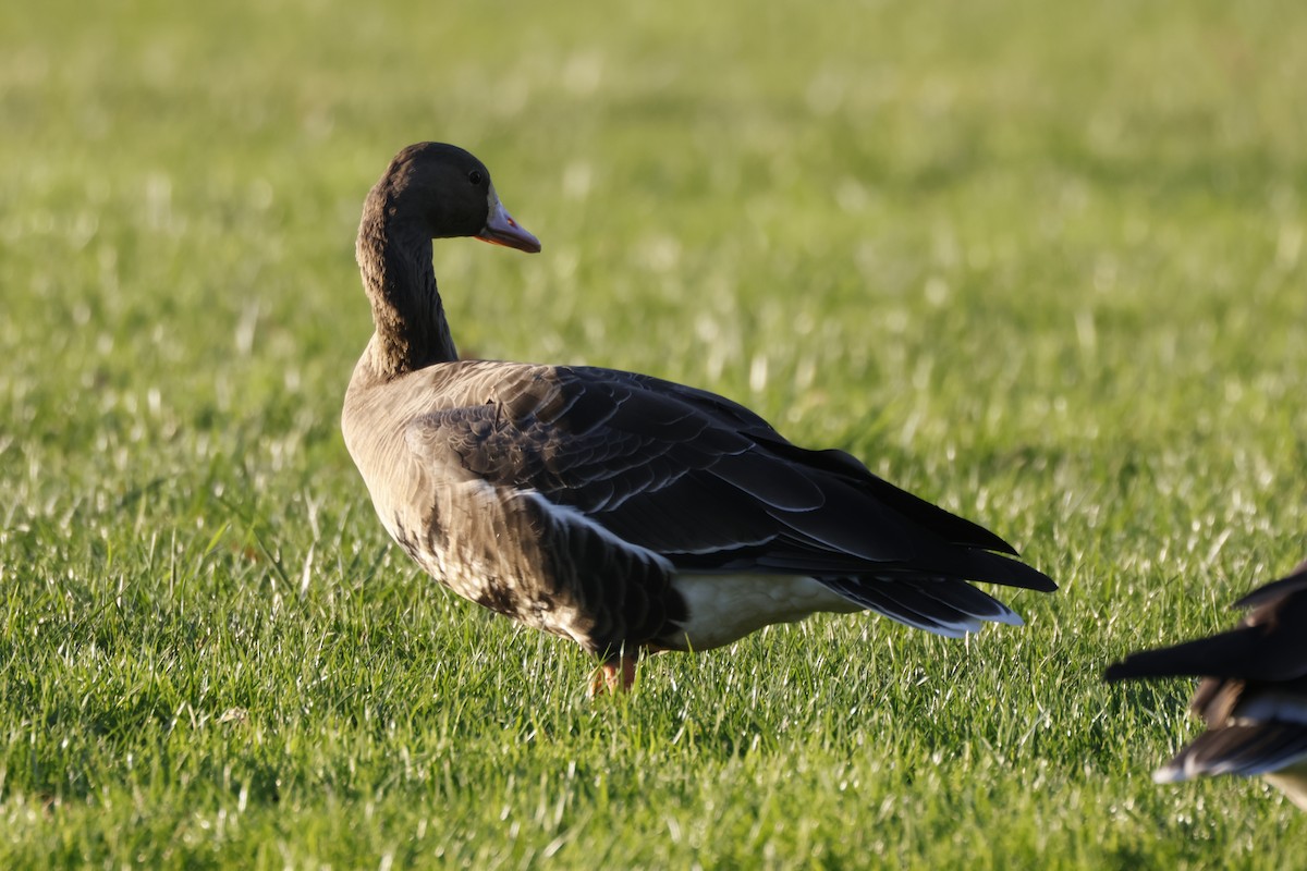 אווז לבן-מצח - ML646167360