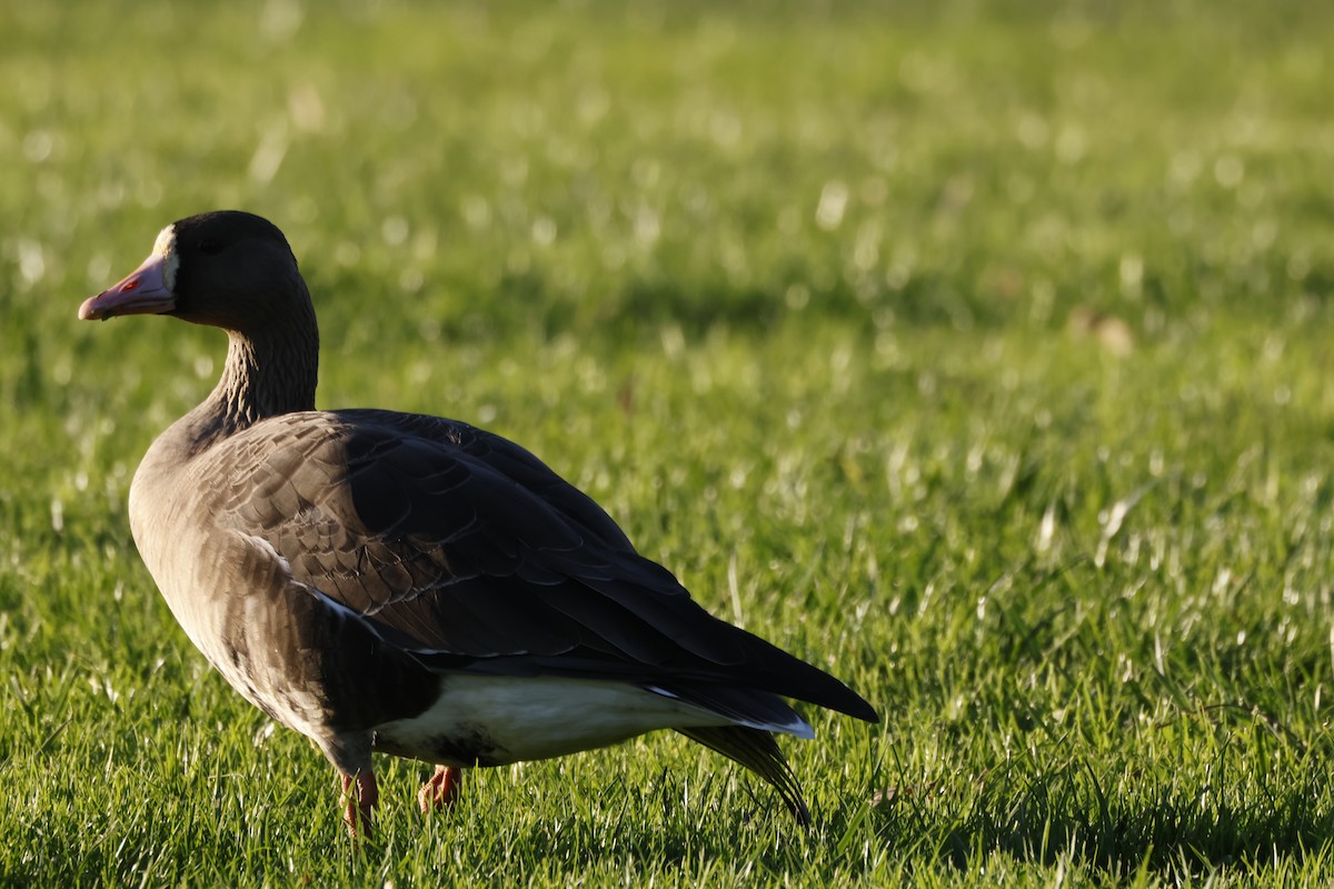 אווז לבן-מצח - ML646167361