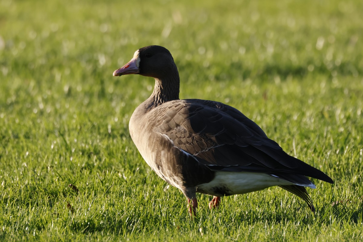 אווז לבן-מצח - ML646167362