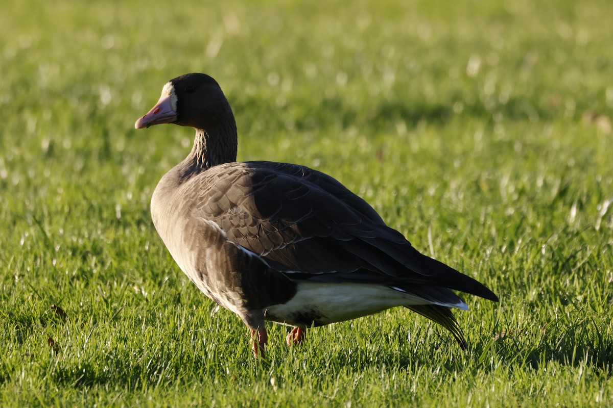 אווז לבן-מצח - ML646167363