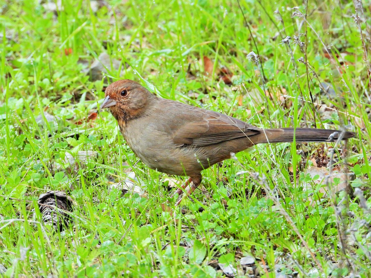 California Towhee - ML646167364