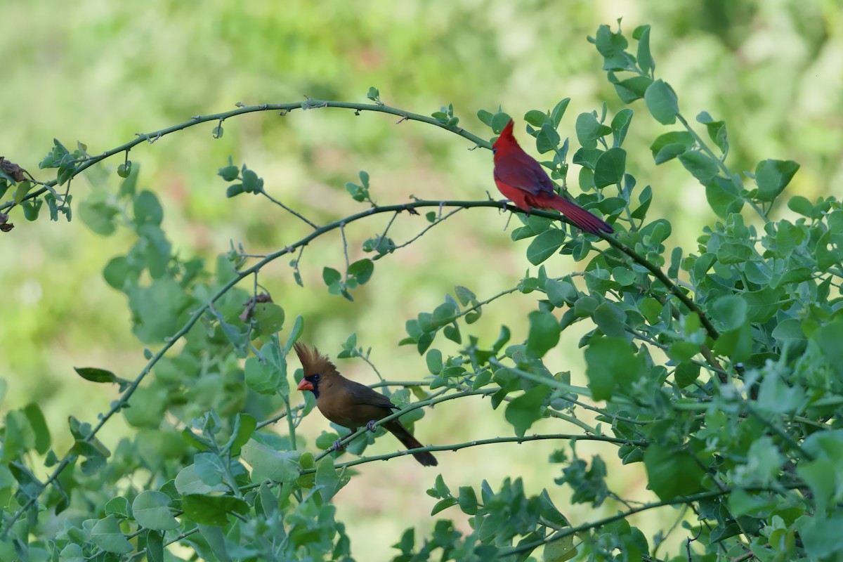 rødkardinal (carneus) - ML646167365