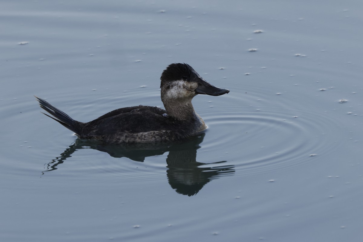 צחראש אדמוני - ML646167367