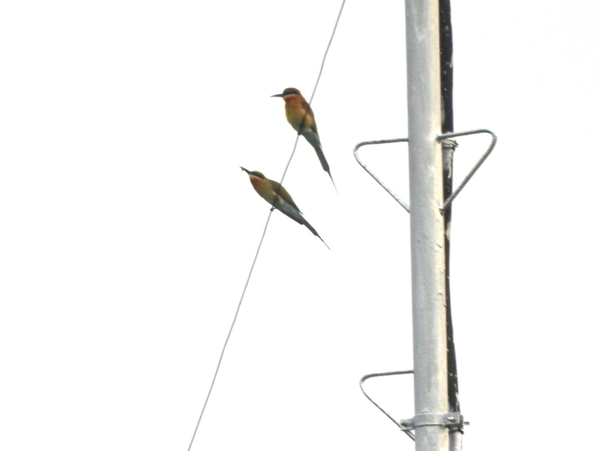 Blue-tailed Bee-eater - ML646167375