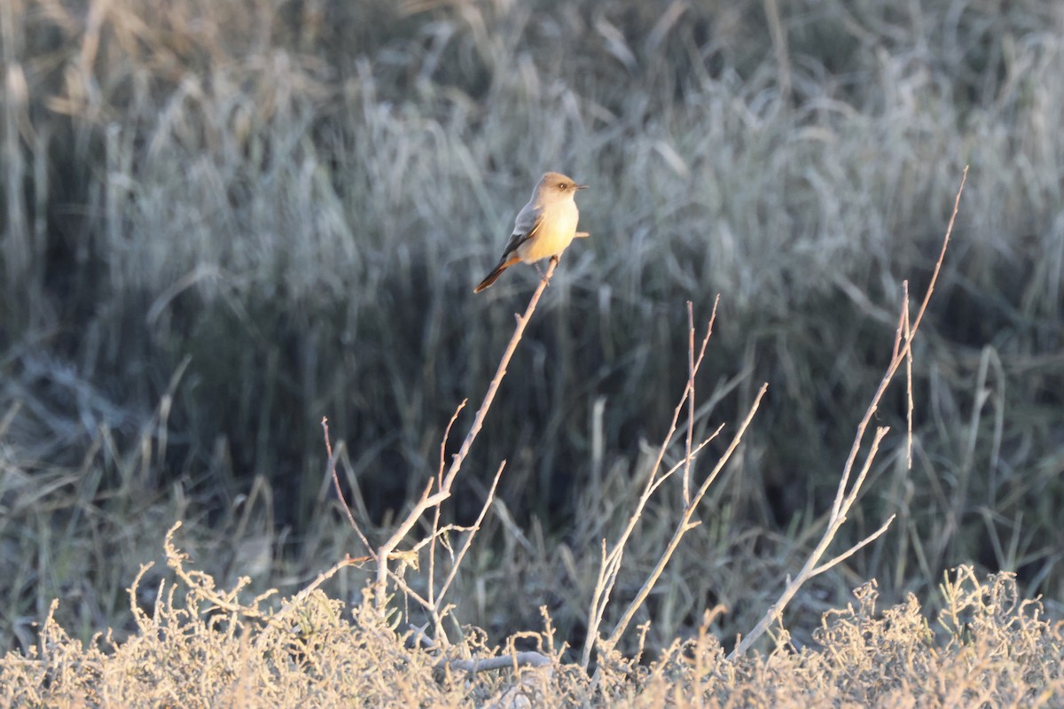 Say's Phoebe - ML646167386